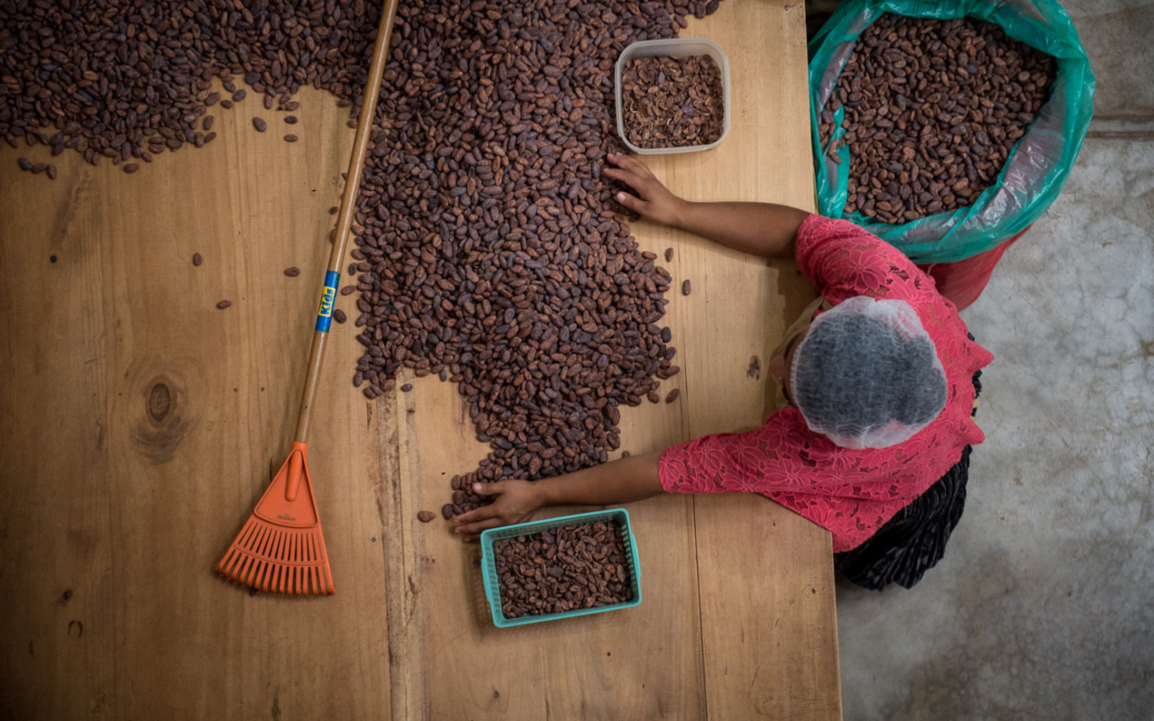 Zotter's Dark Chocolate making process