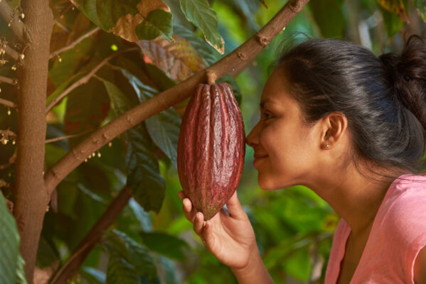 Ethical Chocolate sourcing